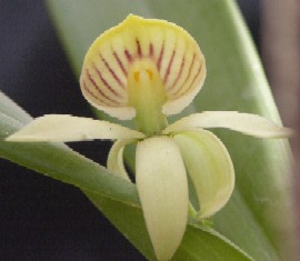 Encyclia lancifolia